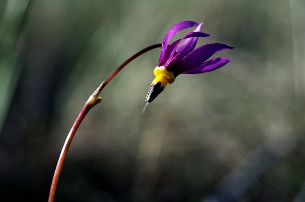 Few-flowered Shooting Star